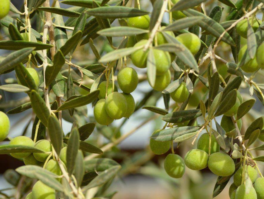 Oliwa z oliwek z wczesnego zbioru oliwa Verde-zielona