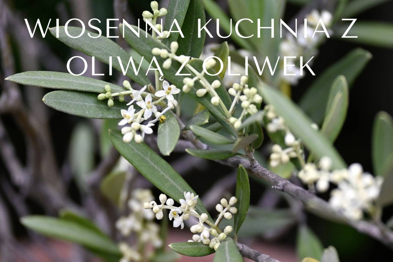 Wiosenna kuchnia z oliwą z oliwek.