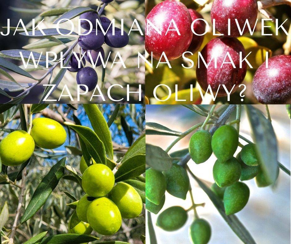 Odmiany oliwek a smak i zapach oliwy.