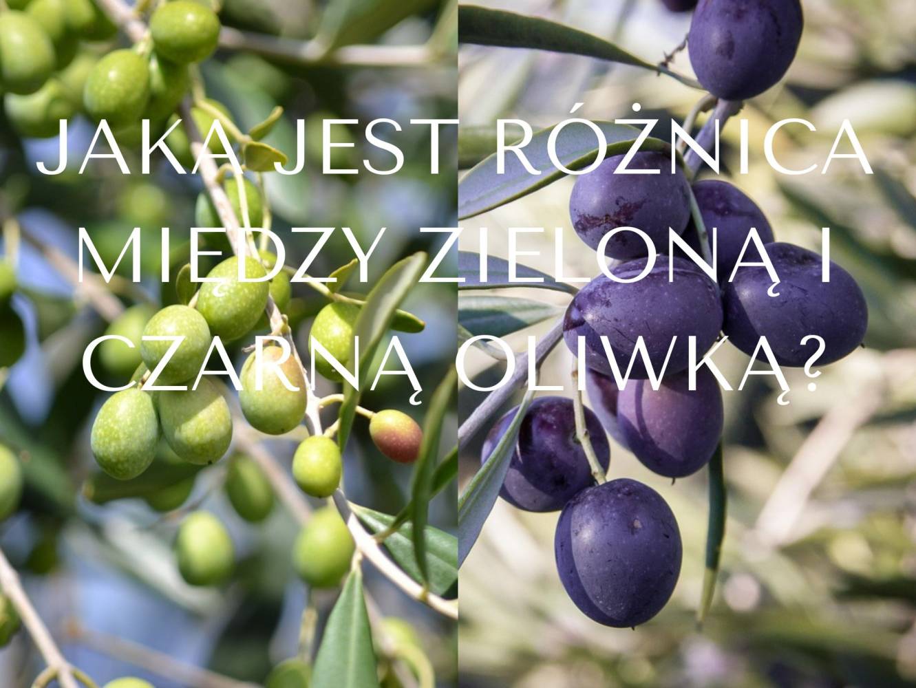 Jaka jest różnica między zieloną i czarną oliwką, czy wpływa ona na jakość oliwy?
